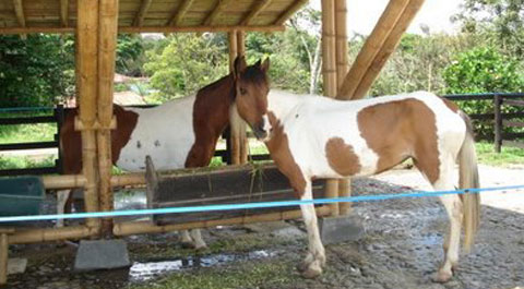 granja noe comfamiliar